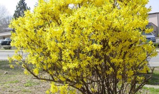 迎春花与连翘的区别 迎春花与连翘的区别图