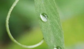 二月春雨的诗句（二月春雨的诗句有什么）