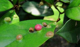 蚊母草的养殖方法 蚊母草的养殖方法视频