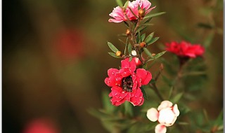 松红梅一年开几次花（松红梅几年能开花）