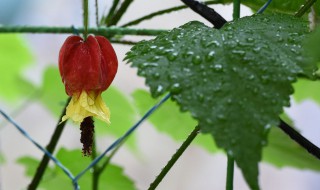 蔓性风铃花能活几年 蔓性风铃花是多年生吗