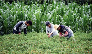 种养殖合作社业务范围（种植养殖合作社的业务范围）