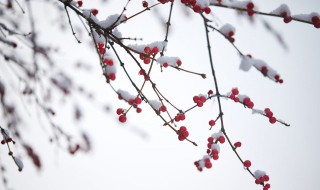 发抖音雪景的句子（关于雪景的抖音说说）