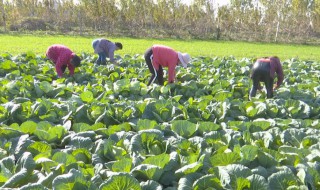 菜花的过冬方法 花菜怎么过冬