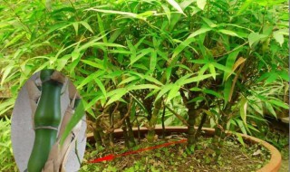 紫竹的盆栽种植方法（紫竹的盆栽种植方法图）