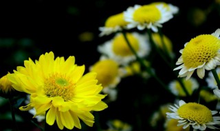 菊花冬季侧芽怎么处理（菊花冬季侧芽怎么处理视频）