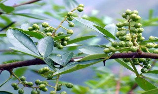 花椒幼树的修剪方法（花椒幼树的修剪方法图解）