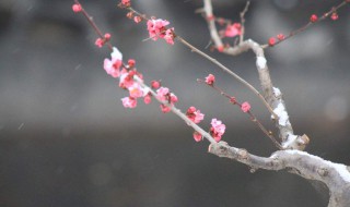 雪梅的寓意 雪梅的寓意的网名