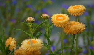 麦杆菊盆栽养护方法 麦杆菊种植方法