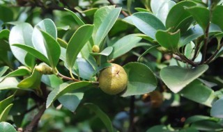 油茶树移栽技巧（油茶树的移栽方法）