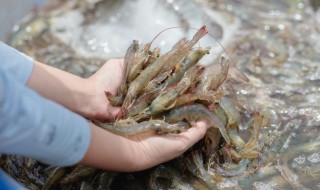 香辣豆豉虾怎么做好吃（香辣豆豉虾怎么做好吃又简单）