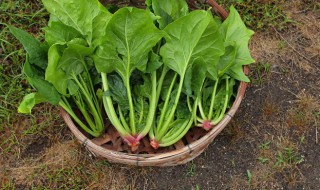 菠菜怎么种植（菠菜怎么种植最好）