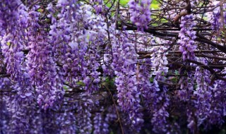 紫藤花怎么种植 紫藤花怎么种植视频