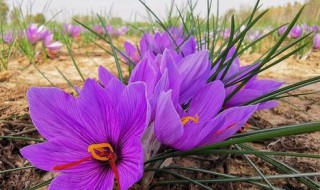 藏红花怎么种植（藏红花怎么种植的）