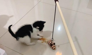 逗猫棒怎么做 逗猫棒怎么做只需要纸铁丝馅