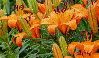 橙色百合花的花语和寓意是什么 橙色百合花语是什么意思