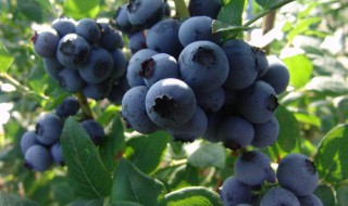北方可以种植蓝莓吗（蓝莓在北方能种植吗）