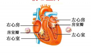 心室与什么相连心房与什么相连（心房和什么相连）