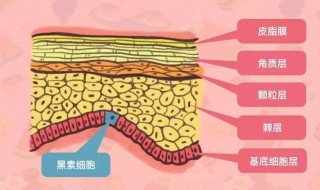 黑色素形成内因是什么 黑色素形成内因是什么意思