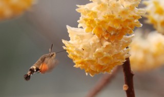 结香的花语 结香的花语是什么