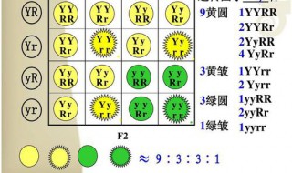 9:3:3:1满足什么定理（9:3:3:1是什么定律）