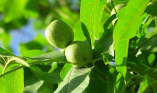 核桃怎么种发芽（核桃怎么种发芽最快）