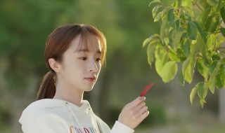 暗恋橘生淮南洛枳为什么喜欢盛淮南(暗恋橘生淮南盛淮南为什么误会洛枳)