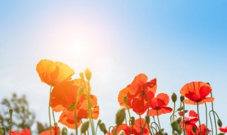 秋老虎要吃人是什么意思 秋老虎是什么意思啊