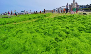 浒苔是什么东西 浒苔是什么?