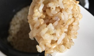 发芽米饭怎么做（发芽米饭怎么做的）