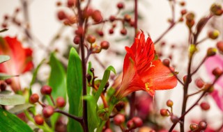 干花插花有哪些技巧（干花插花有哪些技巧呢）