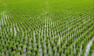 水田种植技术和方法（水田种植技术和方法有哪些）