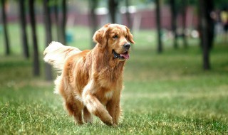 怎么解决大型犬夜间吵 怎么解决大型犬夜间吵闹的问题