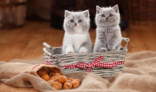 小猫每天吃好多猫粮怎么办（猫一天吃很多猫粮怎么办）