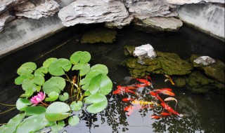 庭院金鱼池怎么做防水（庭院金鱼池怎么做防水最好）