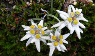 雪绒花怎么养 雪绒花怎么养才能开花