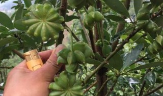 八角大树嫁接方法（八角大树嫁接方法图解）