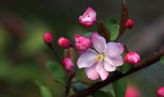 海棠花压支的方法 什么花压海棠