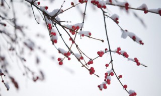 小雪人生感悟心情说说短语 关于小雪的心情句子