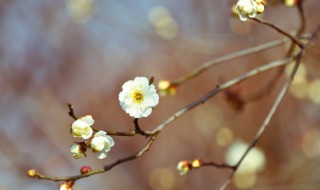 立春经典祝福句子大全 立春经典祝福句子大全图片