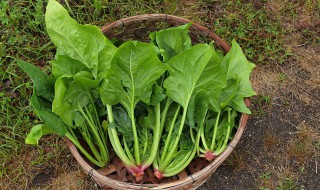 菠菜米粉辅食怎么做 菠菜米粉辅食做法大全图解