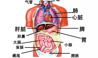 肝脏在身体什么位置（肝脏在身体什么位置?）