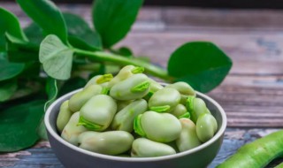 蚕豆是什么植物（蚕豆是什么植物玉米是什么植物）