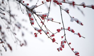 小雪节气的别名 小雪节气的小名