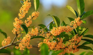 桂花茶哪里的最好最出名（桂花茶排行榜）