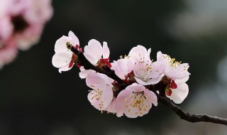 杏花什么时候开花 杏花什么时候开花牡丹什么时候开花