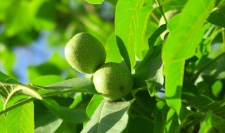 种核桃怎么种植（种核桃怎么种植几年挂钩果）