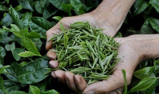制茶如何提高茶叶的香气 制茶如何提高茶叶的香气和香气