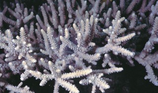 珊瑚虫是什么动物 珊瑚虫是什么动物啊?