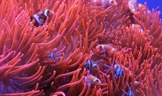 珊瑚礁是珊瑚虫死后形成的吗（珊瑚虫死后形成是什么）